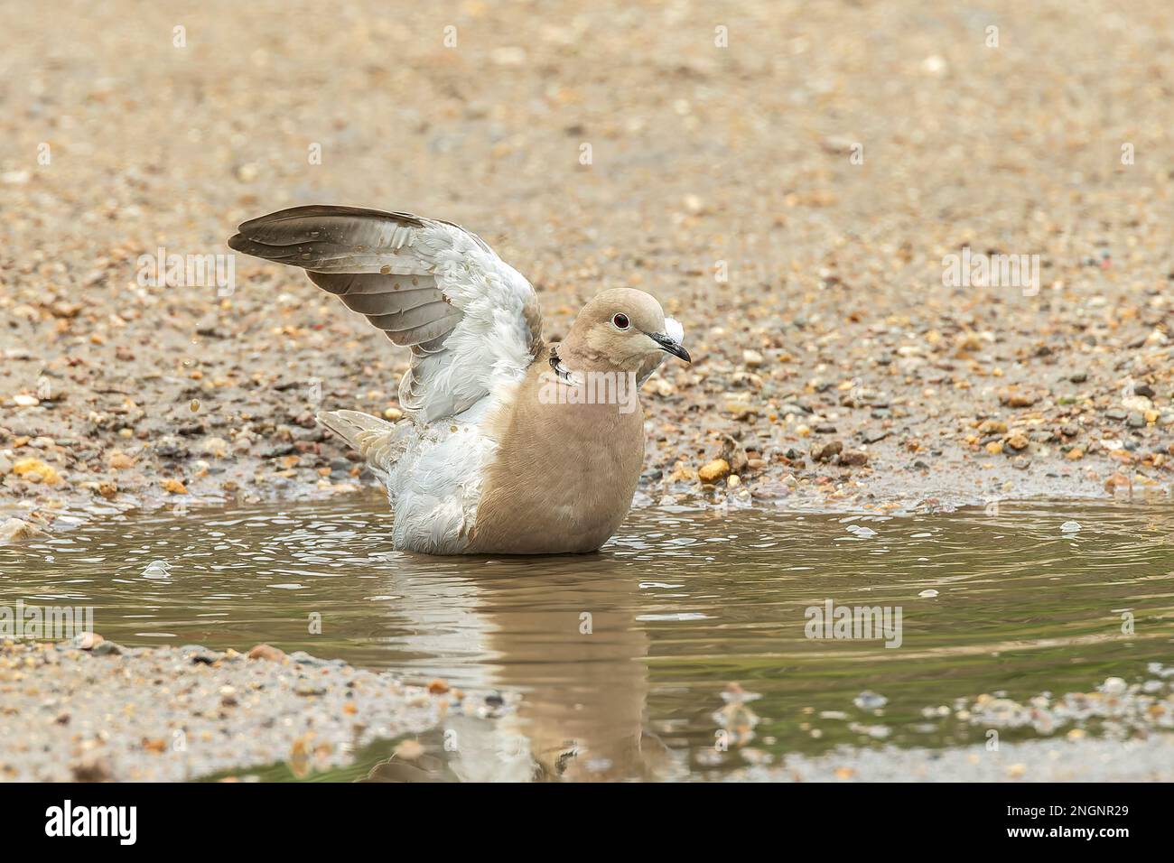 Eurasian collared dove, Streptopelia decaocto, single adult bathing in water, Albufera, Mallorca, Spain Stock Photo