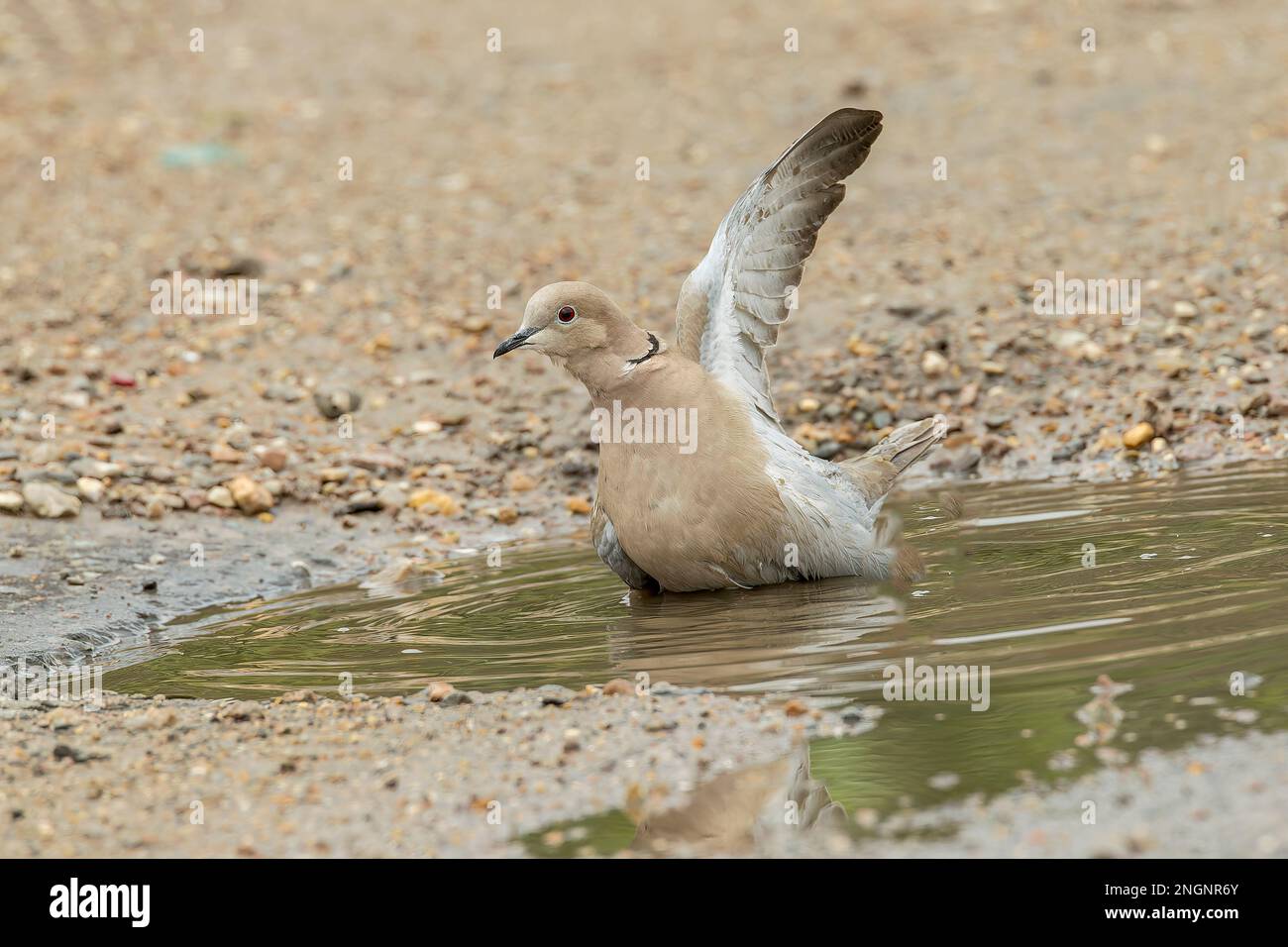 Eurasian collared dove, Streptopelia decaocto, single adult bathing in water, Albufera, Mallorca, Spain Stock Photo