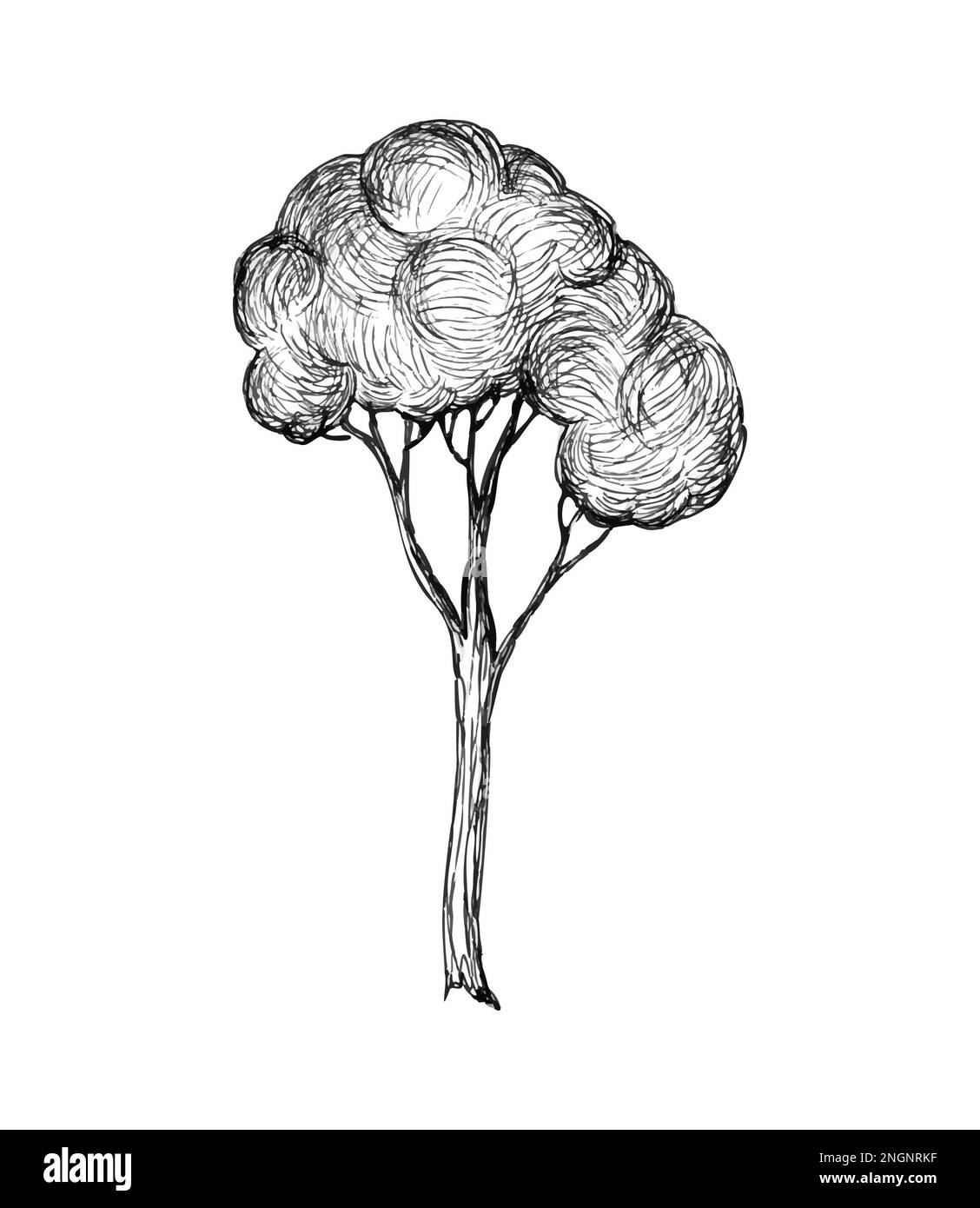 tree in graphics. Hand drawn engraving style Stock Photo