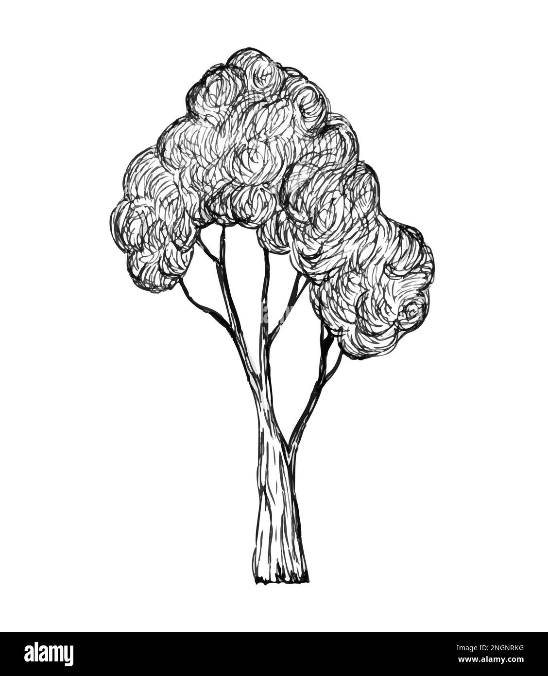 tree in graphics. Hand drawn engraving style Stock Photo