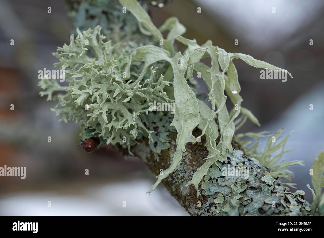 lichen of two types on a tree branch. An old chestnut tree branch. Stock Photo