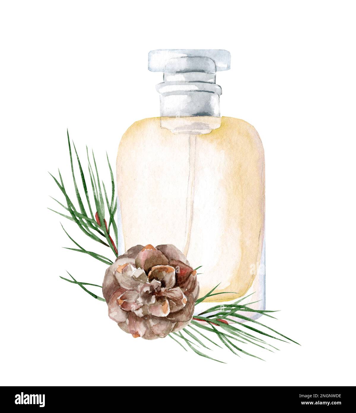 Conifer essential oil in a bottle for cosmetics,relaxing,massage. Watercolor forest aroma oil. Perfume concept design. Stock Photo