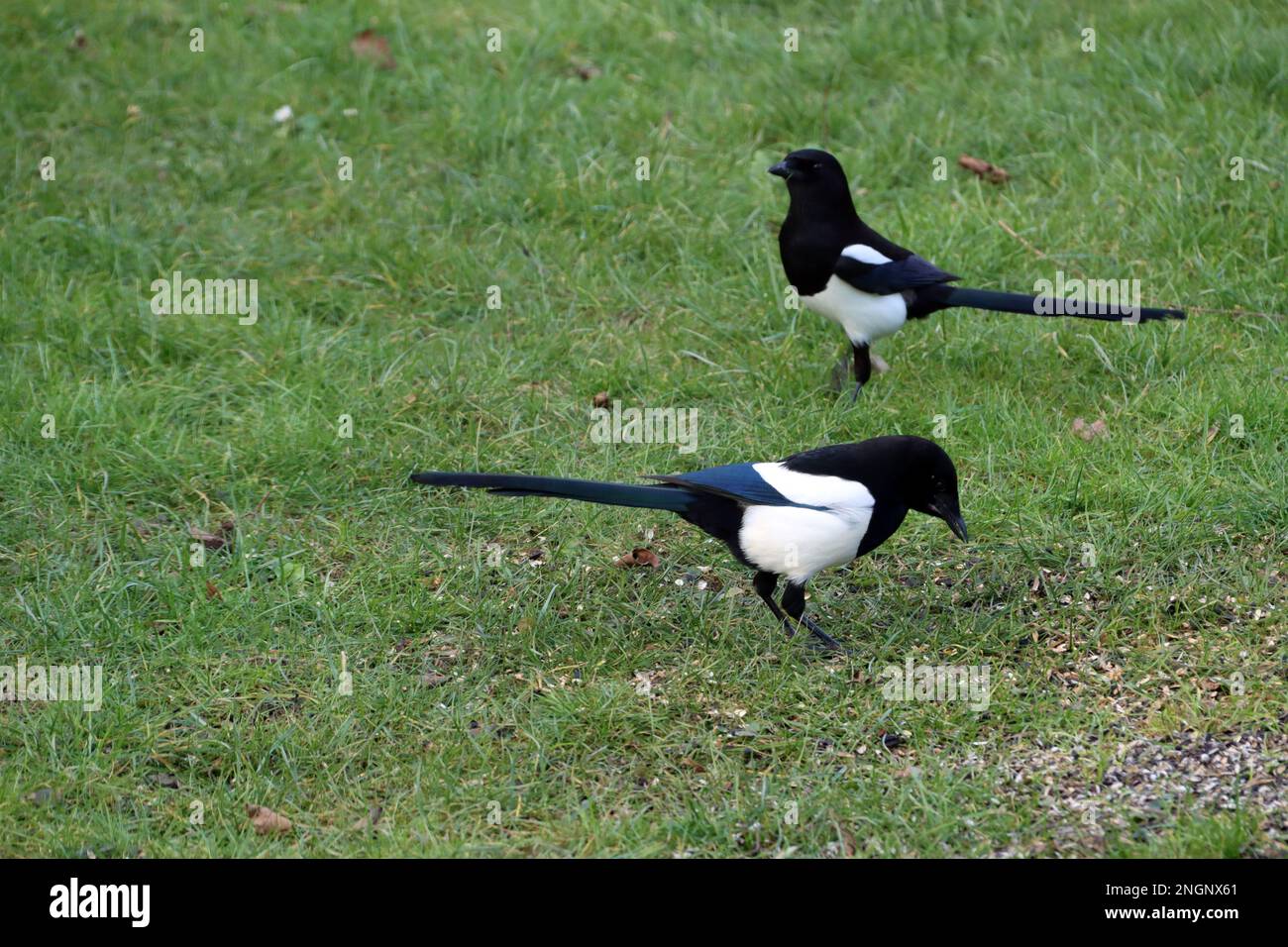 Zwei elstern hires stock photography and images Alamy