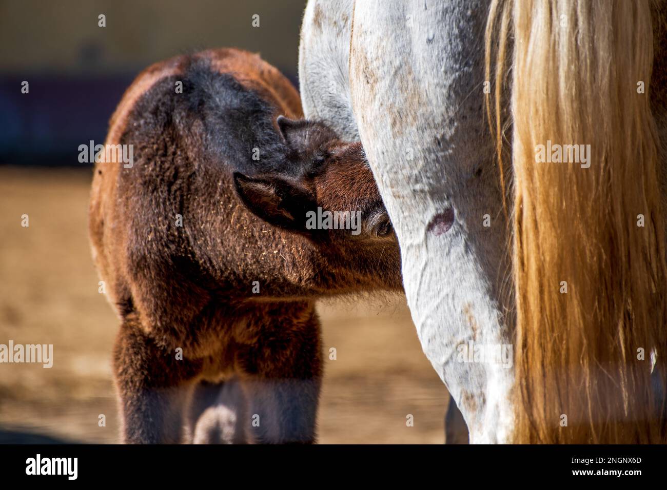Horse Nursing Its Foal On Farm . Mare and foal suckling. Stock Photo