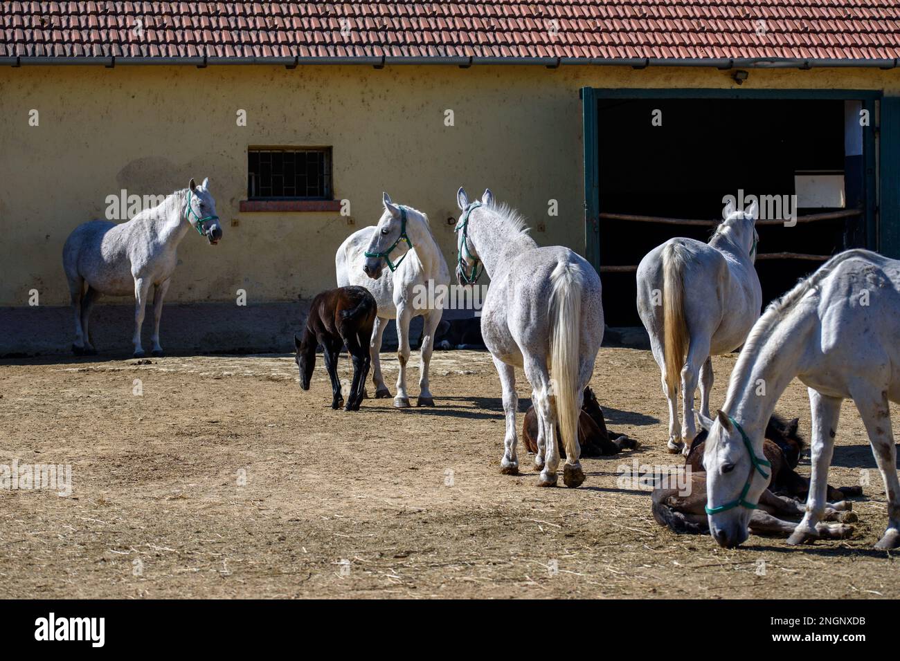 The Lipizzan or Lipizzaner is a European breed of riding horse ...