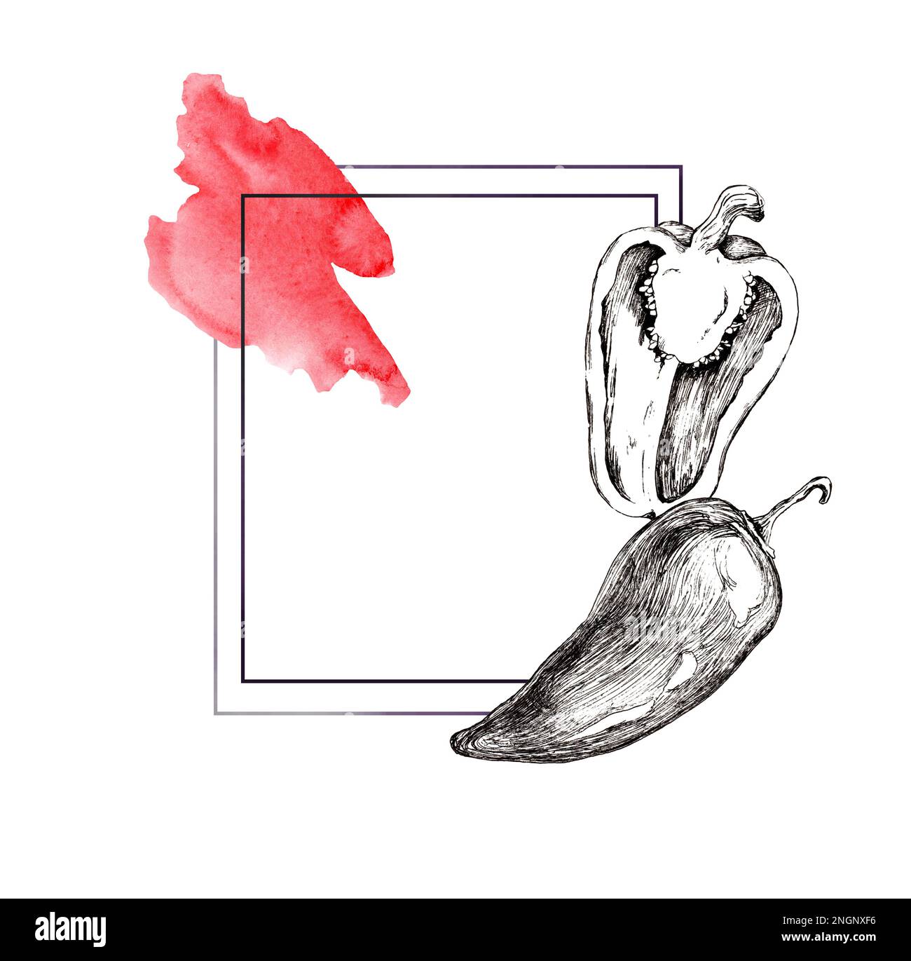 Linear drawing of paprika. Frame for decoration in graphics. Black and