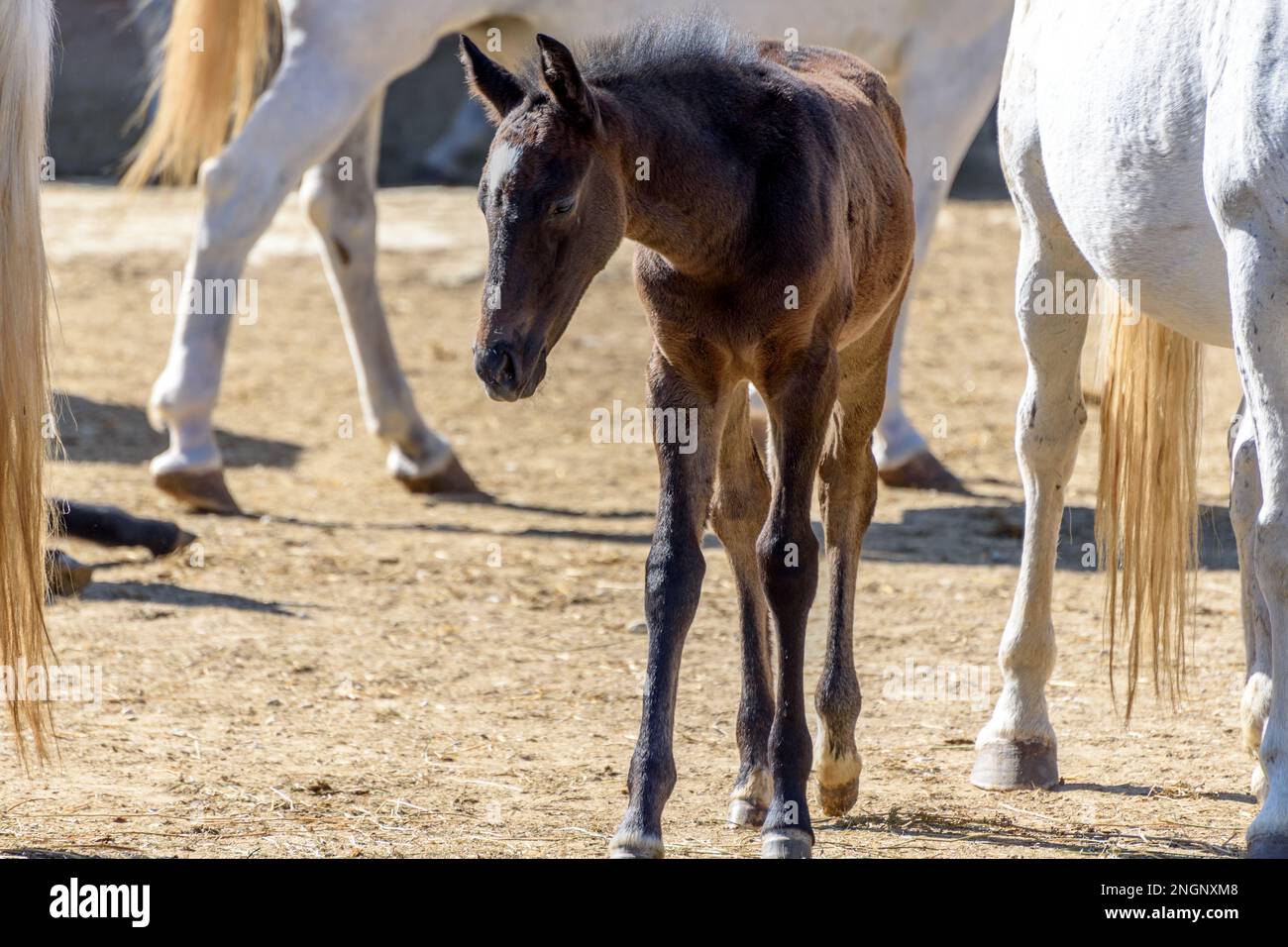 Ipl Inzza Lipizzan mare and purebred dark newborn foal Stock Photo - Alamy