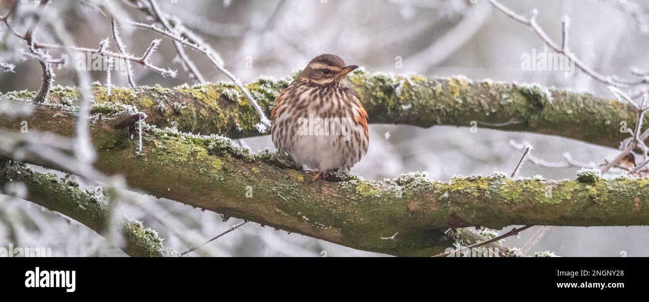 Wildlife at Lavells Wetland Trust Nature Reserve Stock Photo Alamy