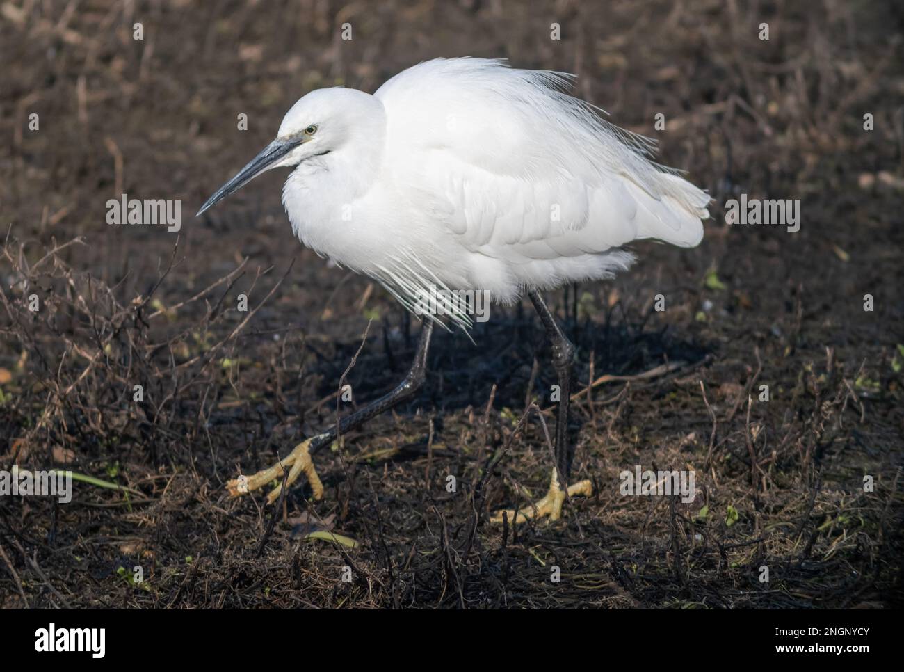 Wildlife at Lavells Wetland Trust Nature Reserve Stock Photo