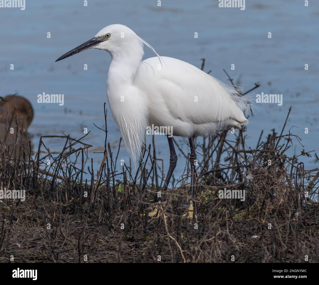 Wildlife at Lavells Wetland Trust Nature Reserve Stock Photo