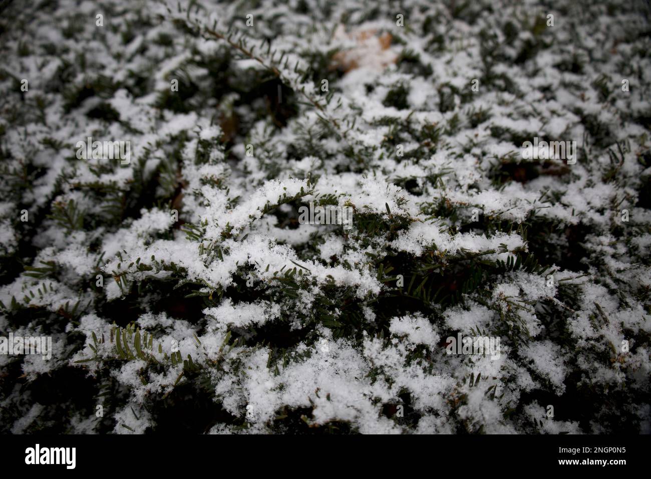 Close up of snow-covered evergreen tree branches during a New England winter Stock Photo