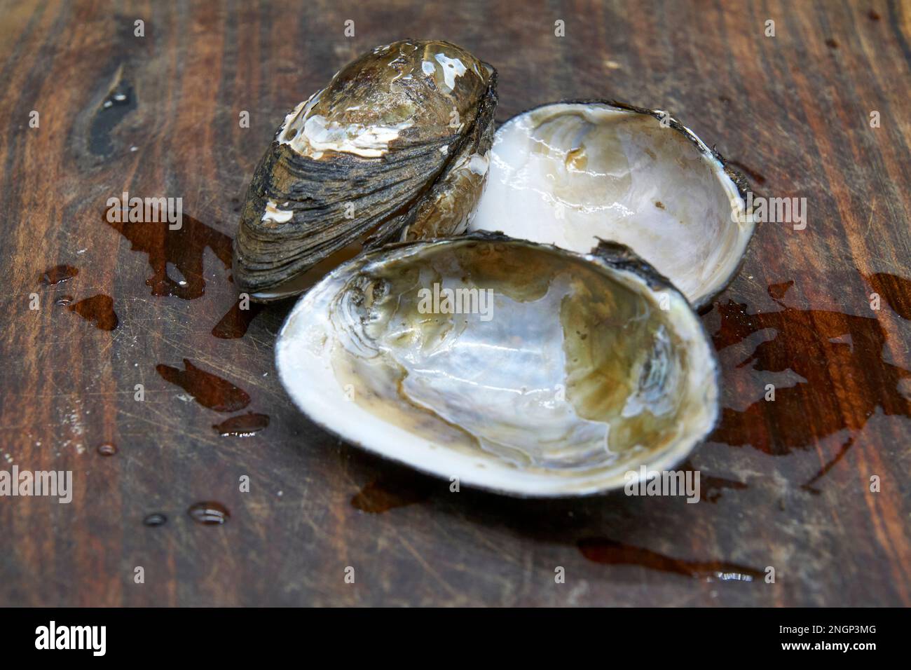 Velesunio ambiguus or Velesunio ambiguous or Billabong Mussel a