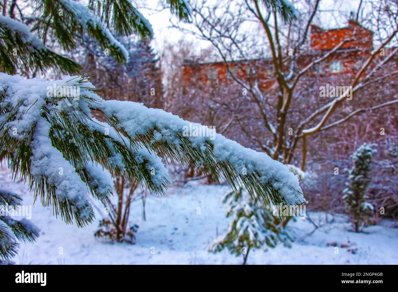 Branches of Pinus koraiensis in winter. Eastern cedar in the snow. Winter background. Selective focus. Stock Photo