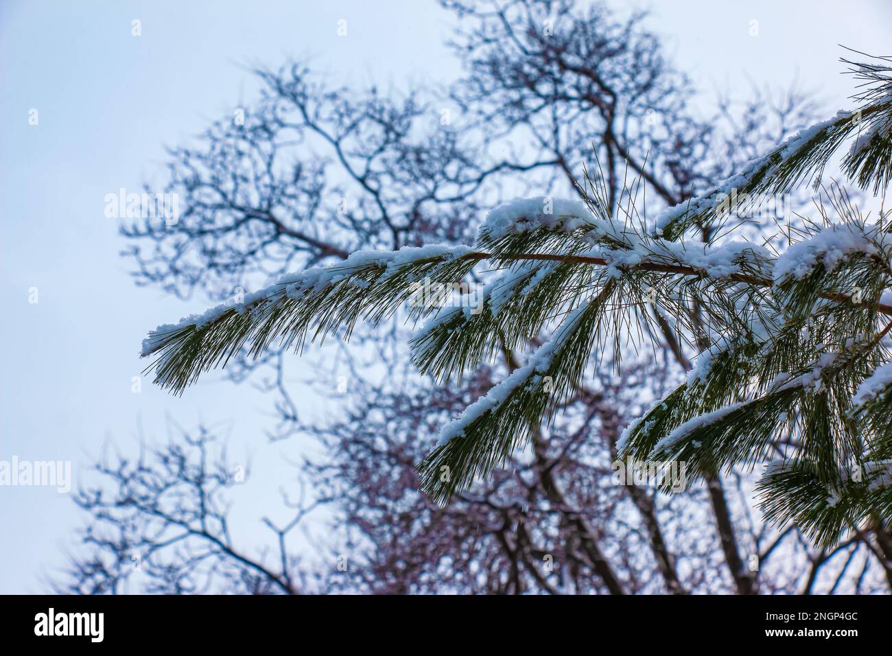 Branches of Pinus koraiensis in winter. Eastern cedar in the snow. Winter background. Selective focus. Stock Photo
