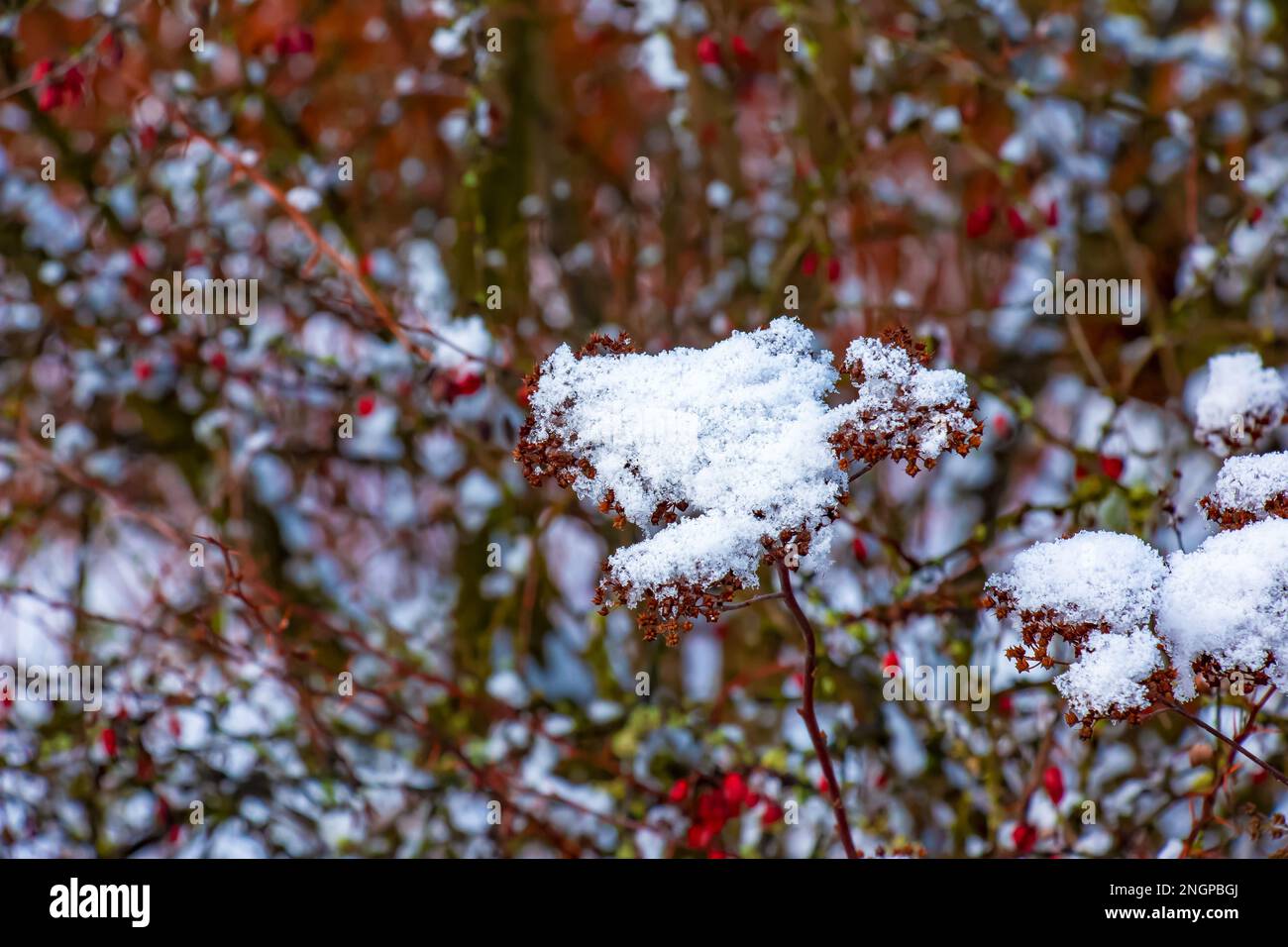 The seeds of an inflorescence of gray spirea with white snow are on a blurred gray background on a sunny winter day. Spiraea japonica Golden Princess Stock Photo