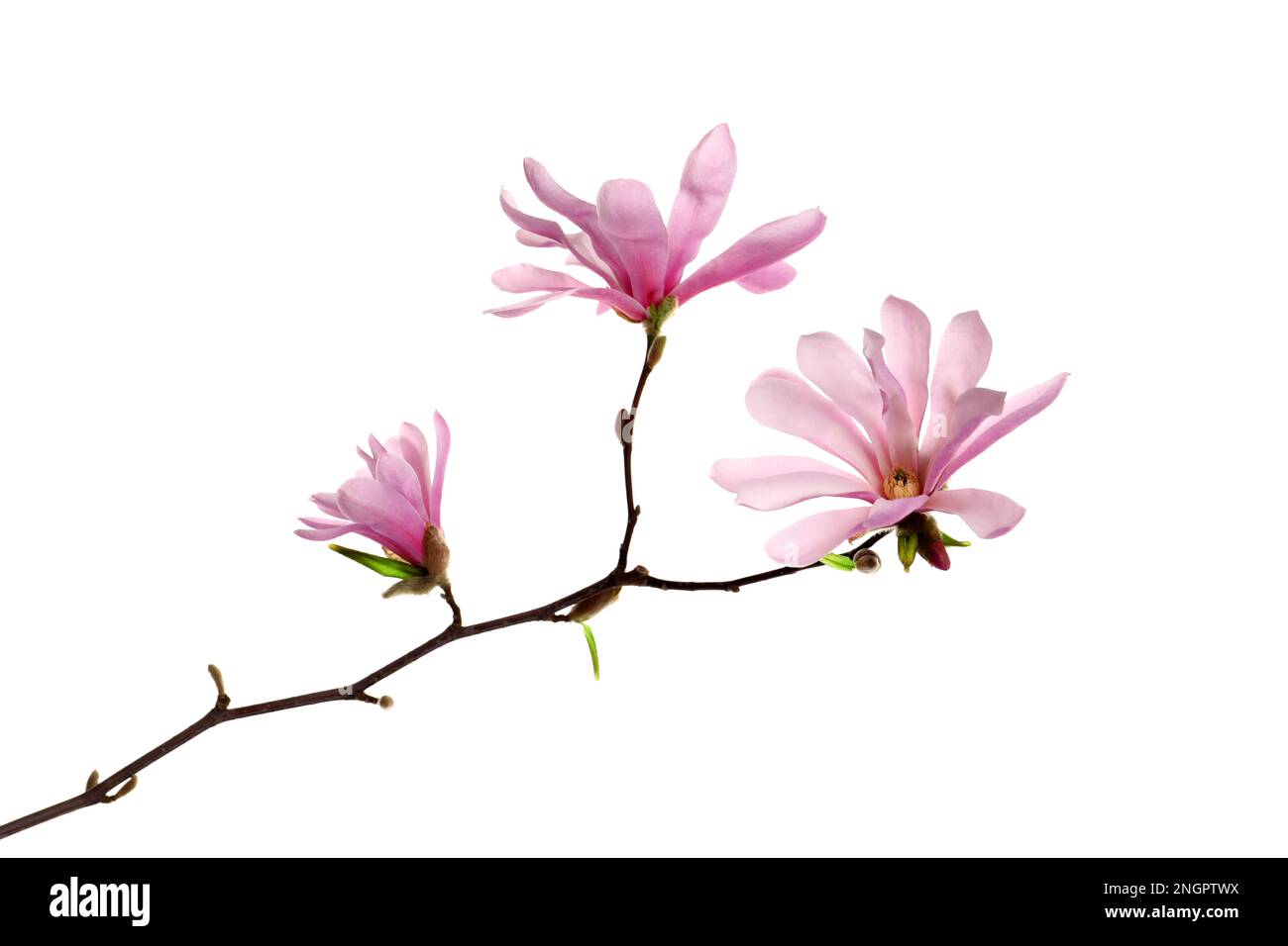 Magnolia tree branch with beautiful flowers isolated on white Stock ...
