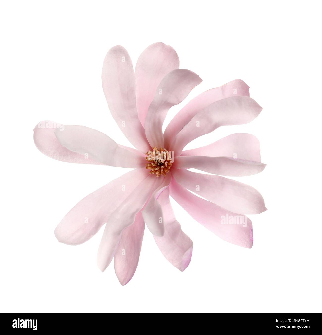 Magnolia tree branch with beautiful flower isolated on white Stock ...