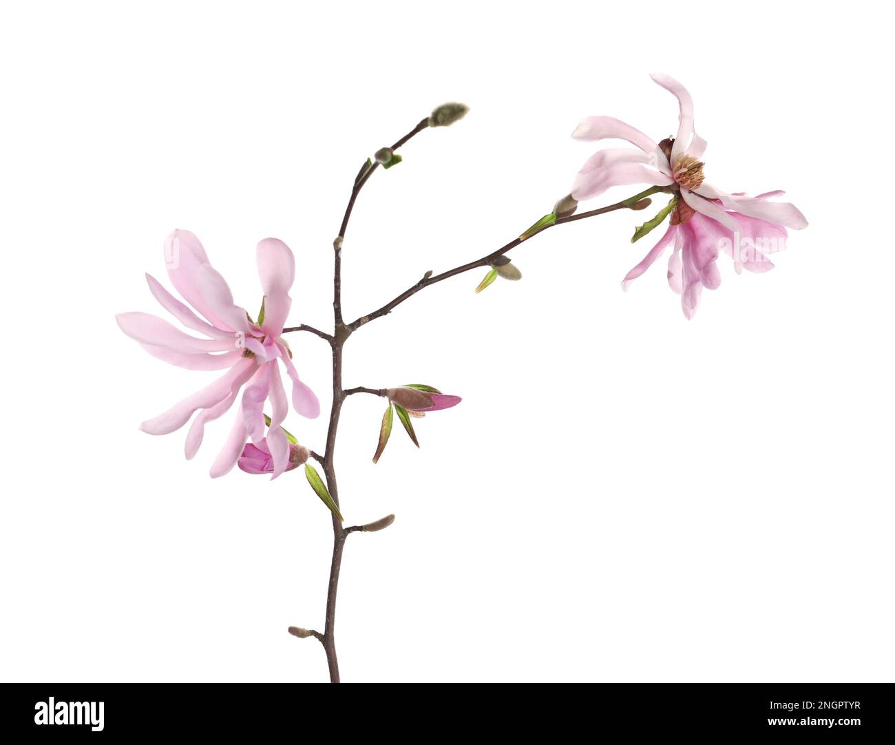 Magnolia tree branch with beautiful flowers isolated on white Stock ...