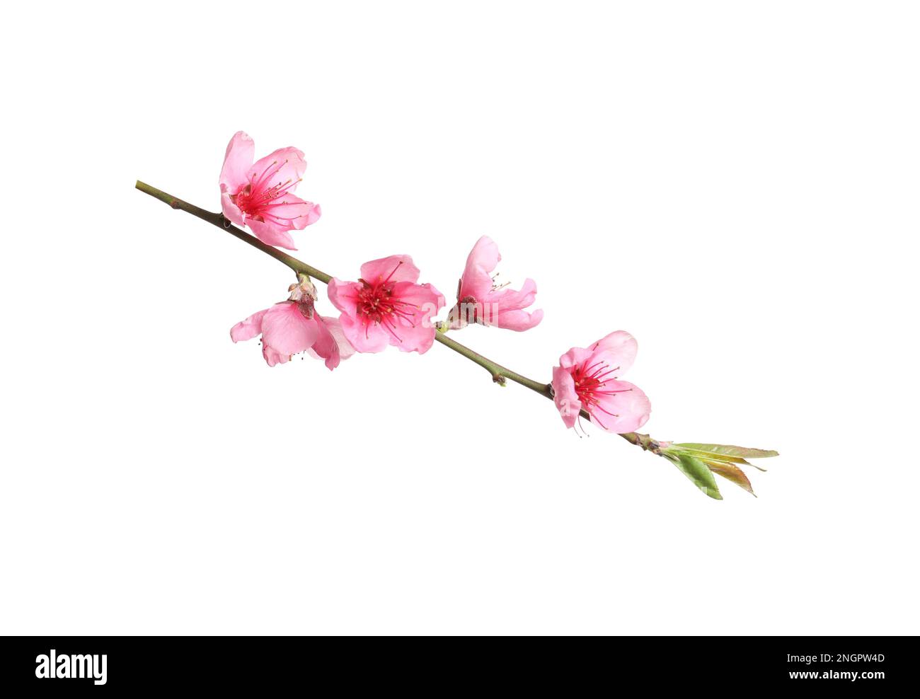 Beautiful sakura tree branch isolated on white Stock Photo