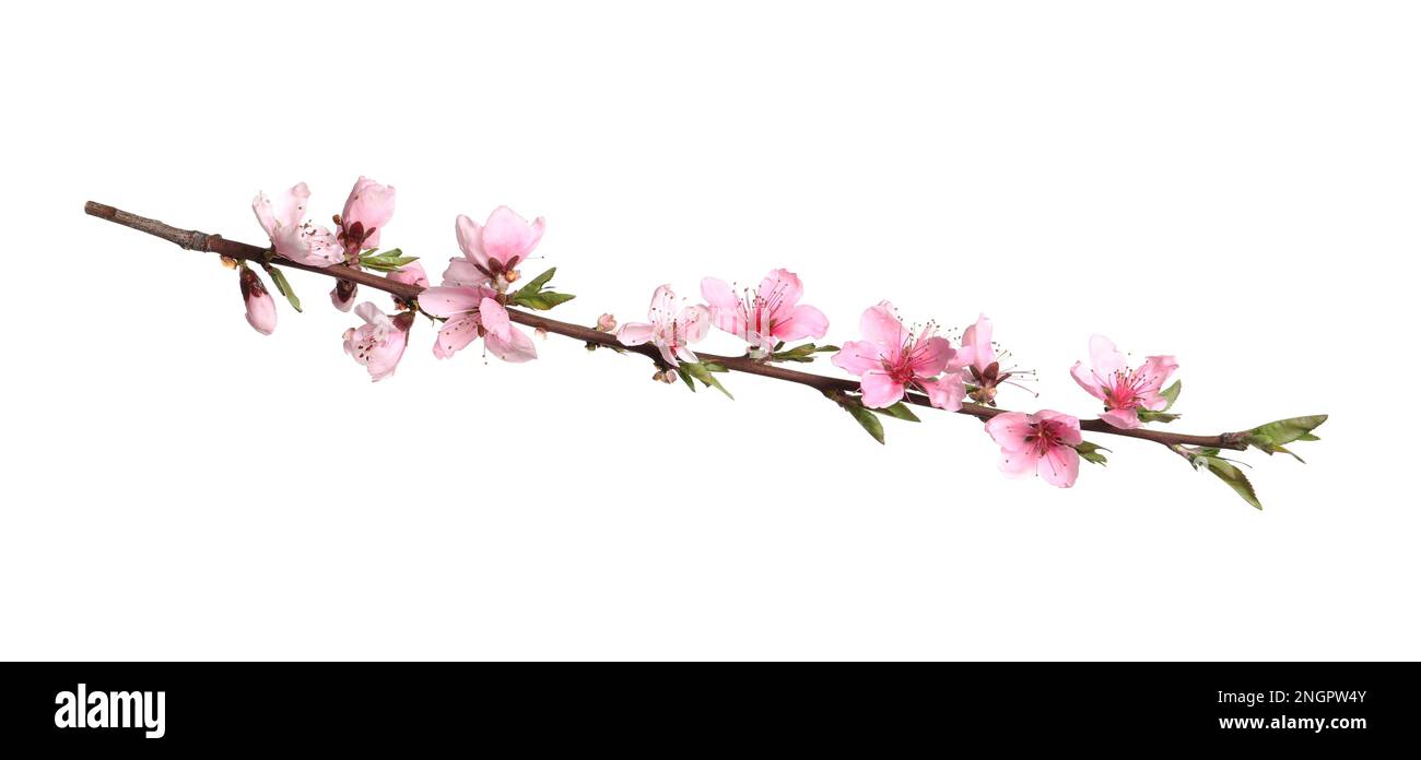 Beautiful sakura tree branch isolated on white Stock Photo