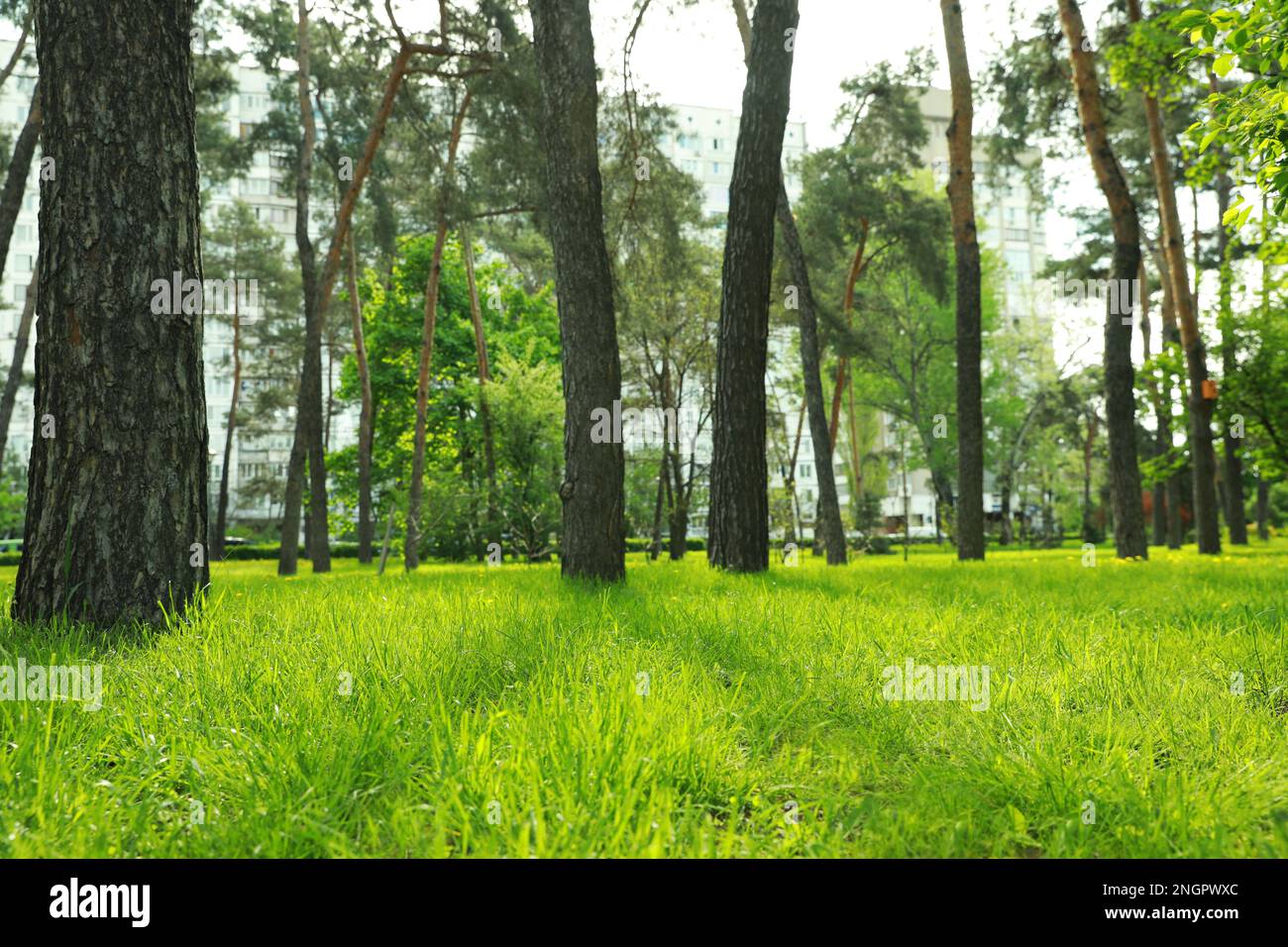 Grass in city park hi-res stock photography and images - Alamy