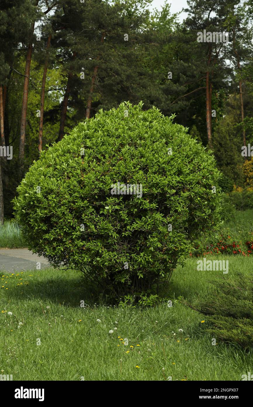 Shrub green leaves in hi-res stock photography and images - Alamy