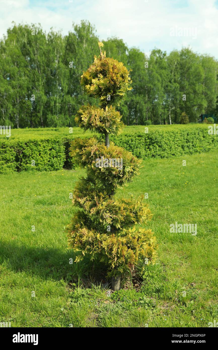 Grass trimmed in park leaves hi-res stock photography and images - Alamy