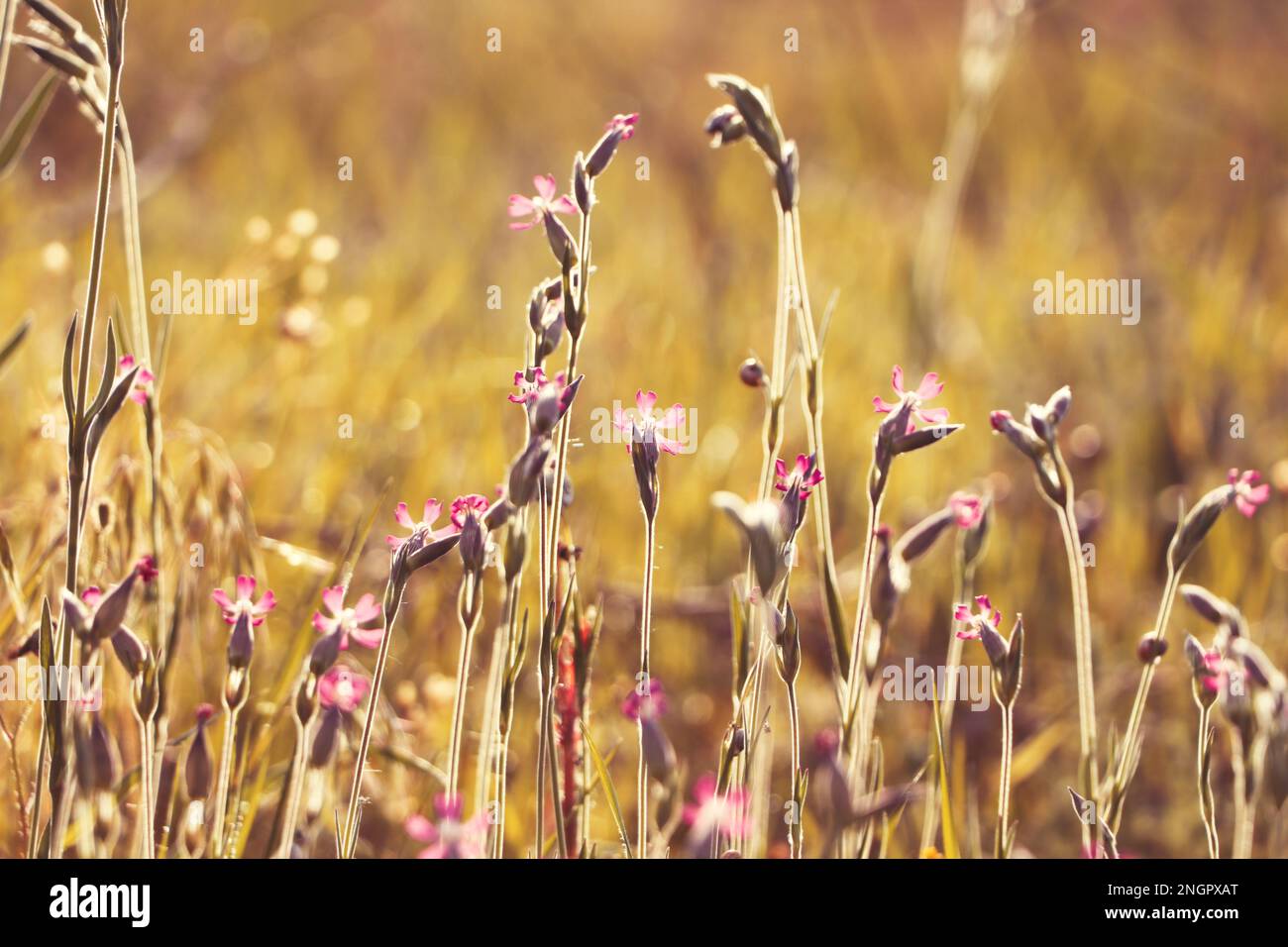 Beautiful pink wildflowers hi-res stock photography and images - Alamy