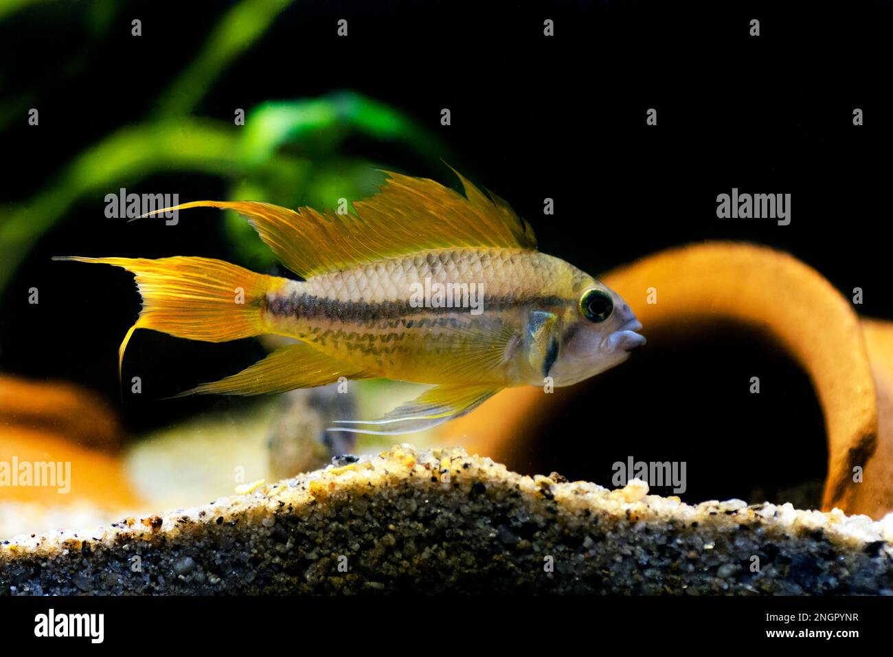 Cockatoo dwarf cichlid fish - Apistogramma cacatuoides Stock Photo