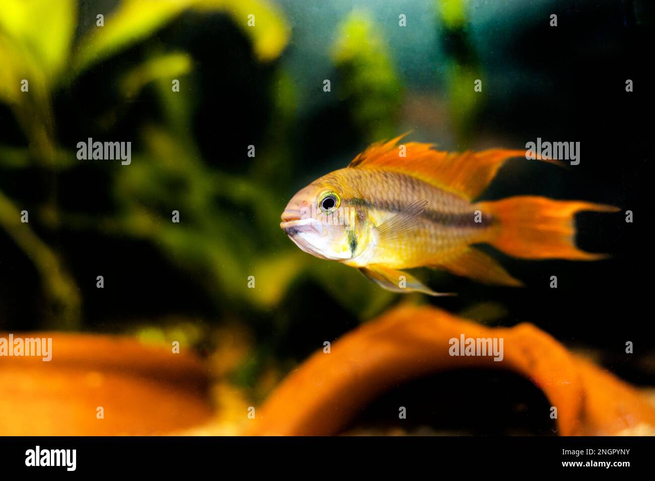 Cockatoo dwarf cichlid fish - Apistogramma cacatuoides Stock Photo