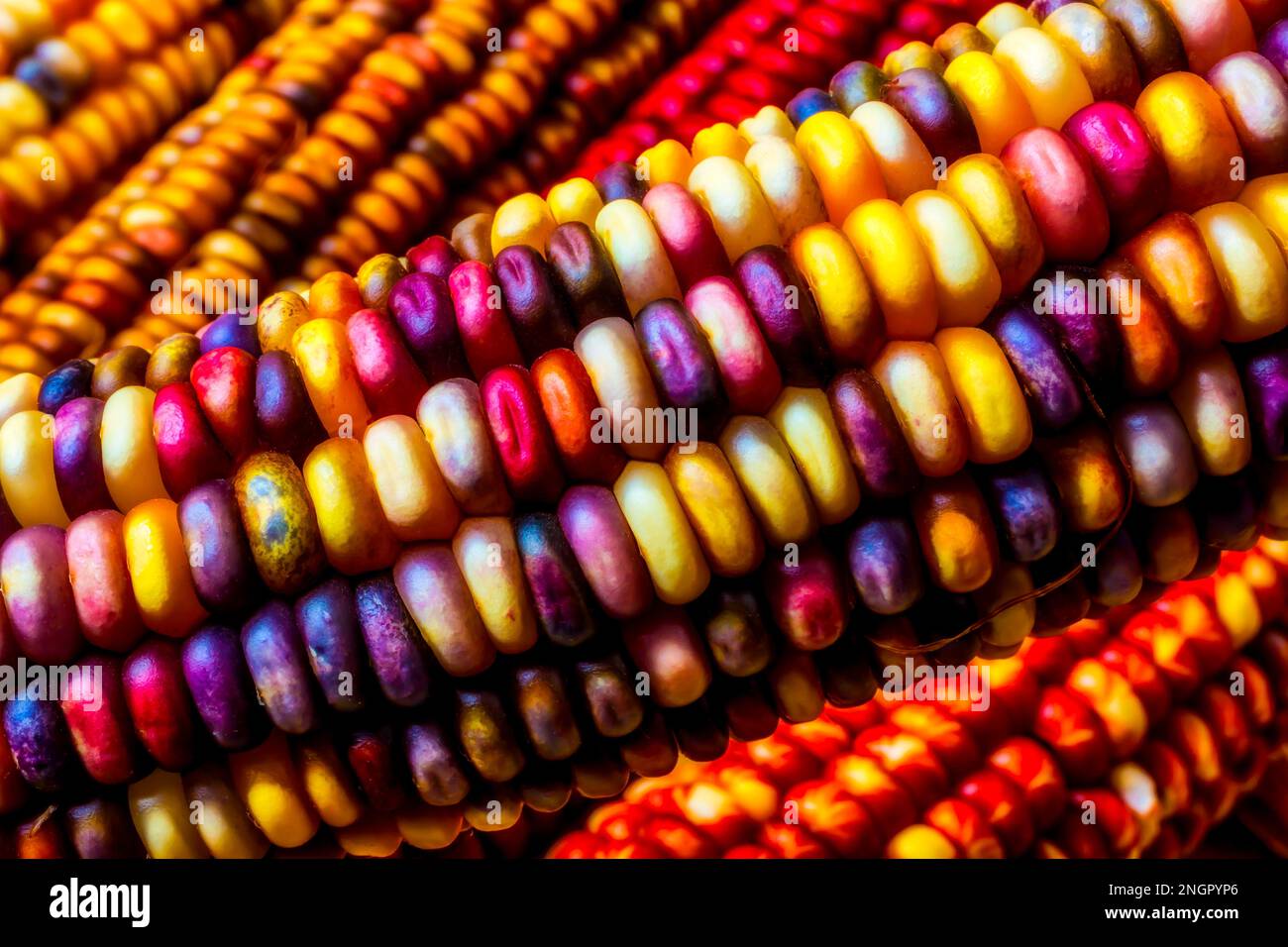 Close Up Indian Corn Stock Photo