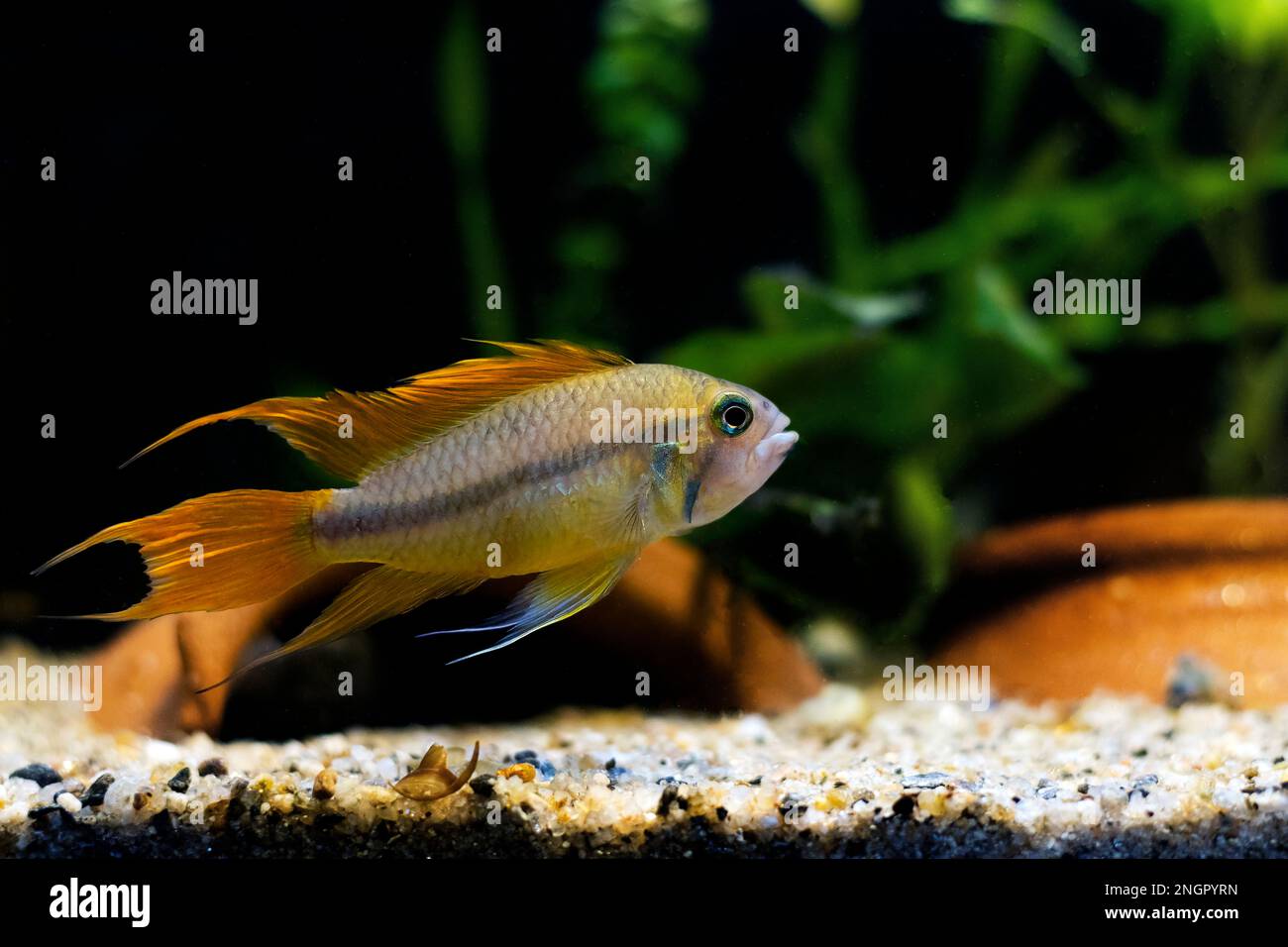 Cockatoo dwarf cichlid fish - Apistogramma cacatuoides Stock Photo