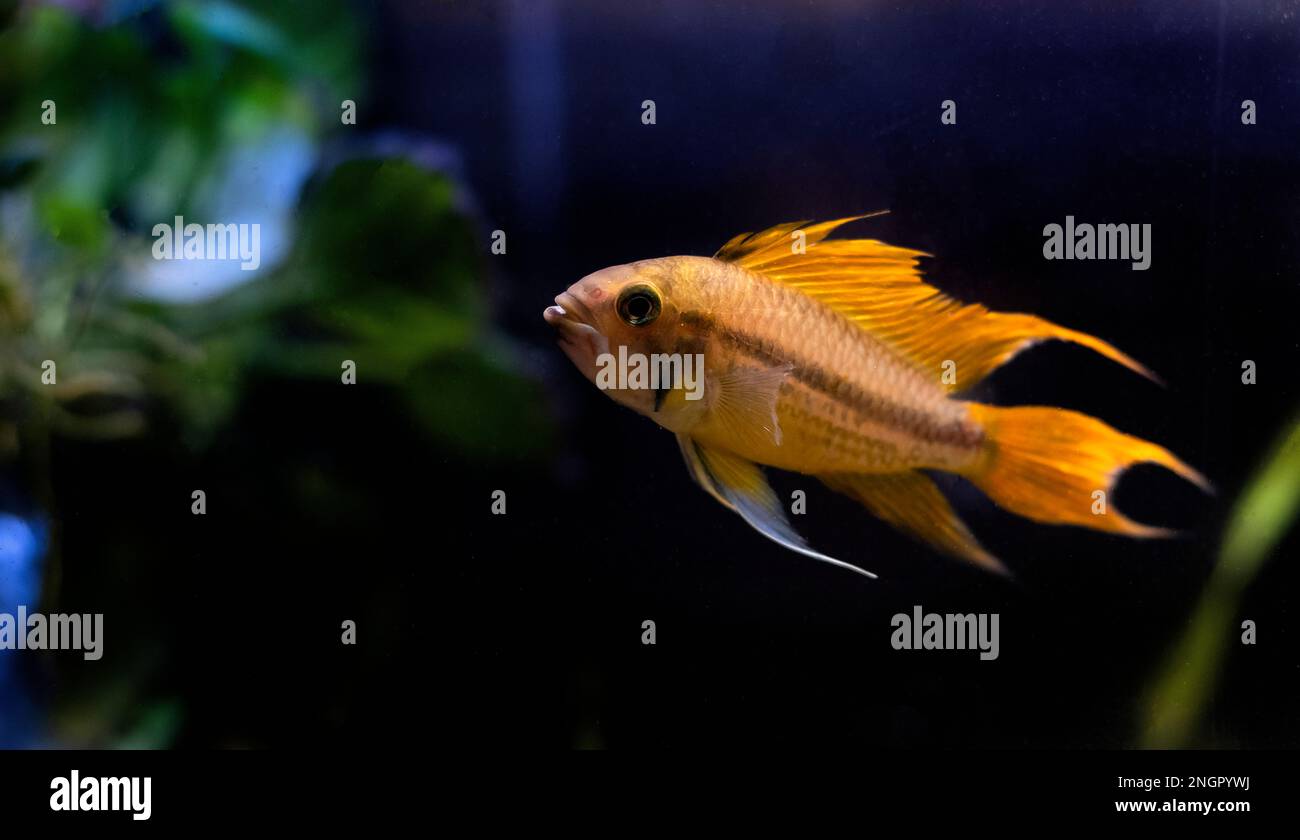 Cockatoo dwarf cichlid fish - Apistogramma cacatuoides Stock Photo