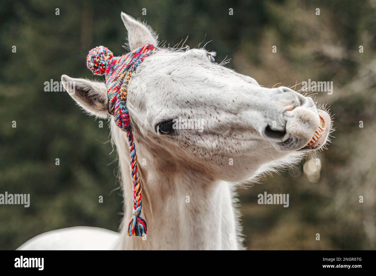 Funny head portrait of a white arabian horse gelding wearing a woolly cap and showing a trick looks like it´s laughing Stock Photo