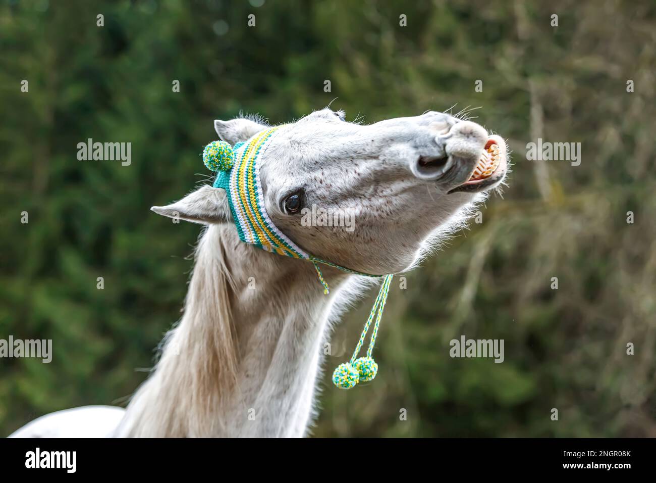 Funny head portrait of a white arabian horse gelding wearing a woolly