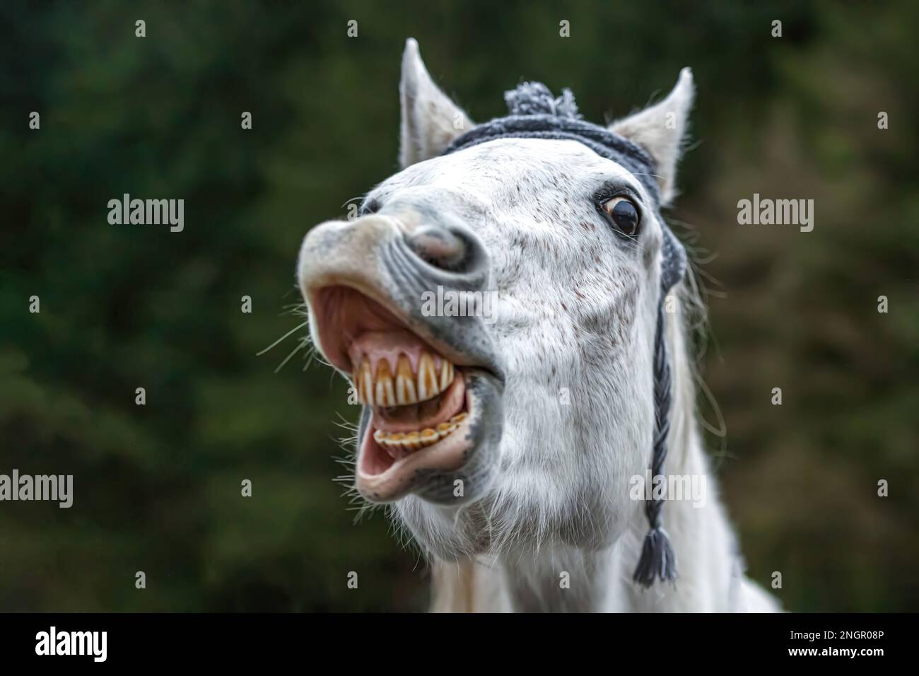 Funny head portrait of a white arabian horse gelding wearing a woolly cap and showing a trick looks like it´s laughing Stock Photo