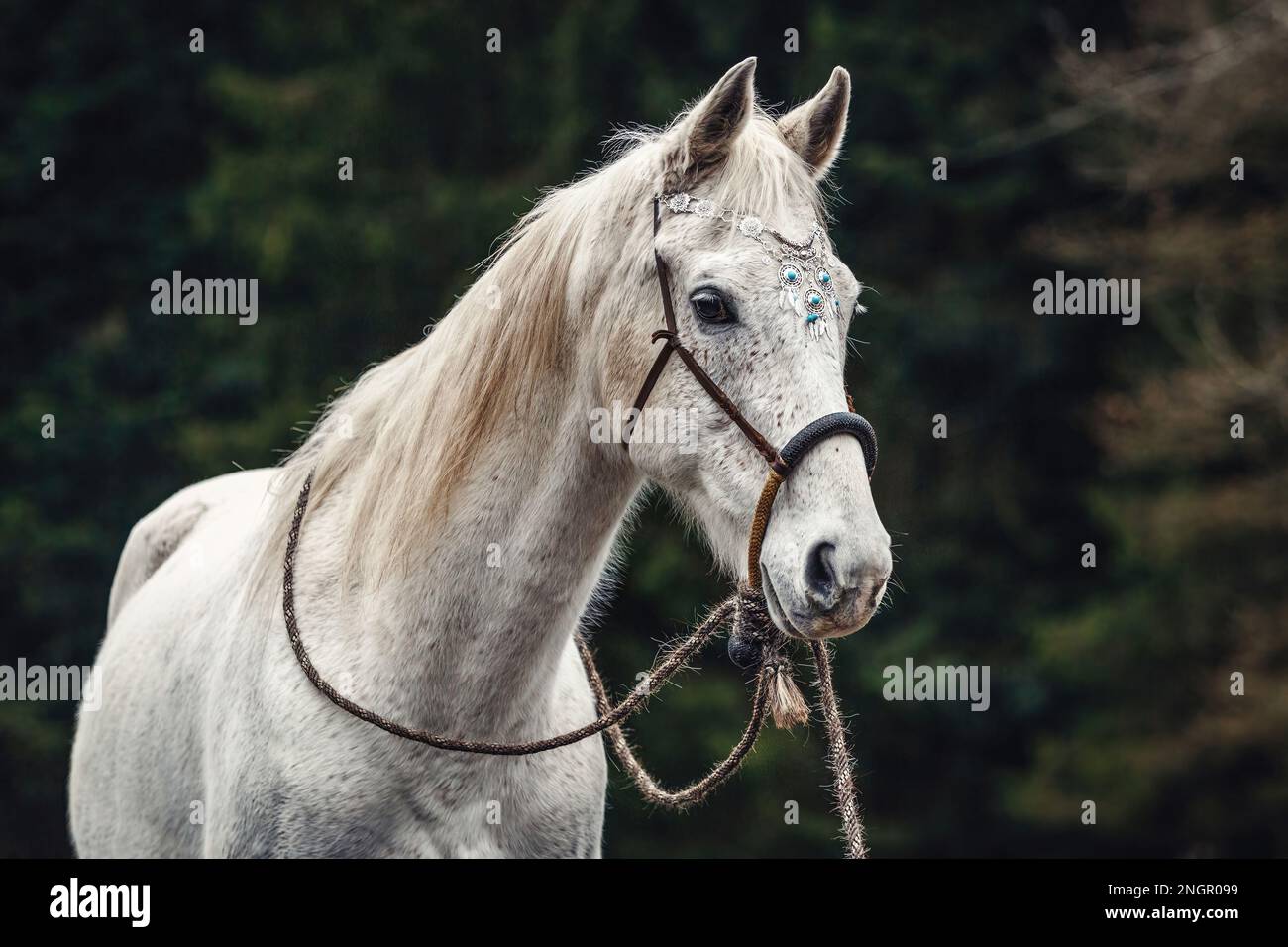 Bosal hackamore hi-res stock photography and images - Alamy
