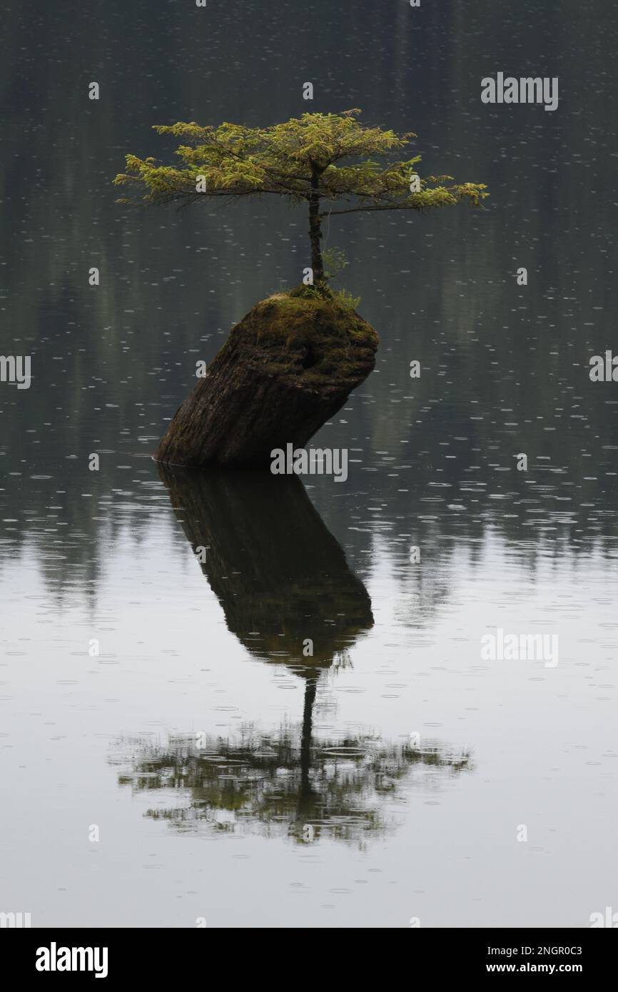 The Fairy Lake 'bonsai tree' Douglas Fir growing out of a stump near Port Renfew, Vancouver Island, BC, Canada. There is a reflection and it is rainin Stock Photo