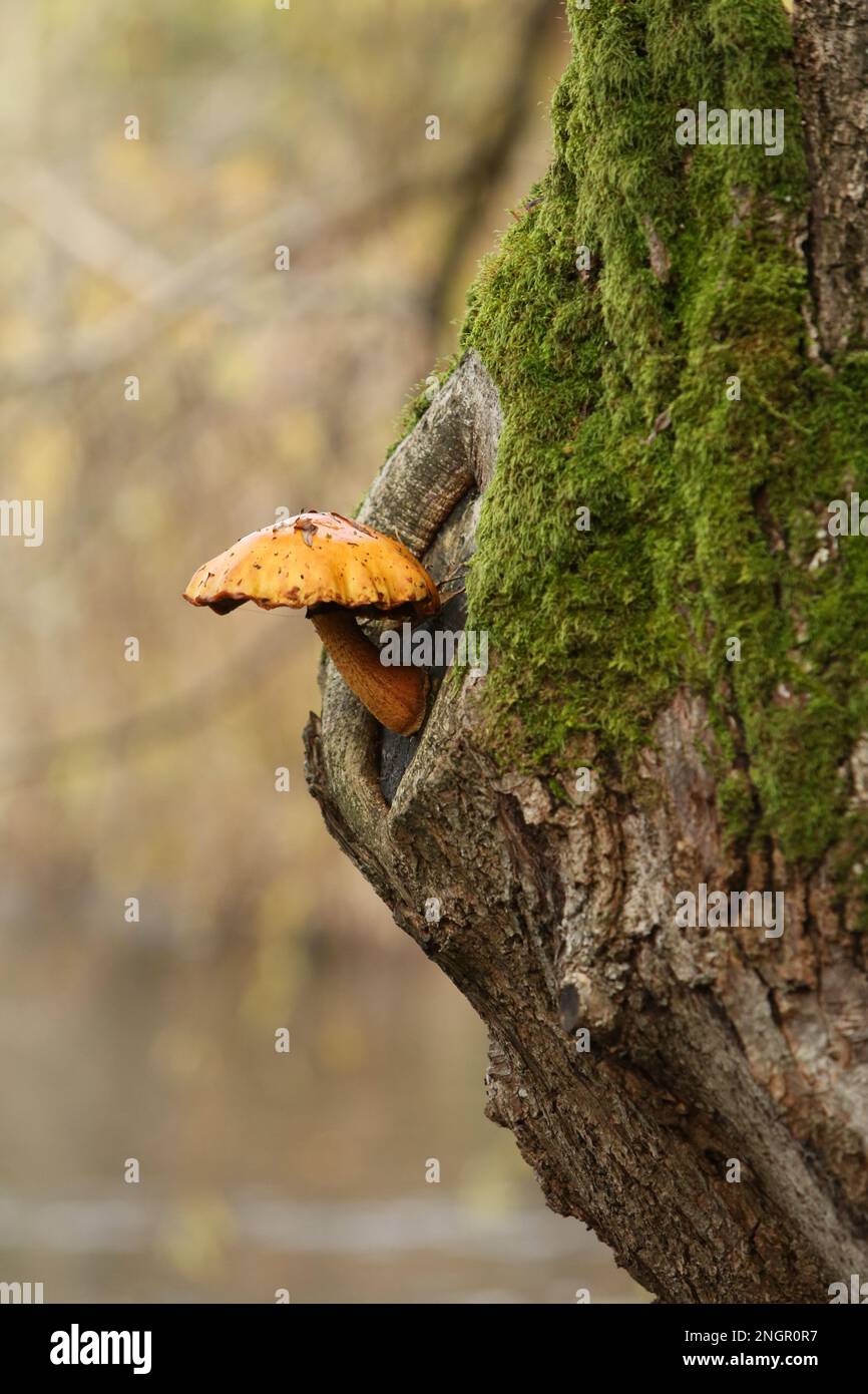 One large orange capped mushroom (possibly Hypsizygus or Pholiota genus