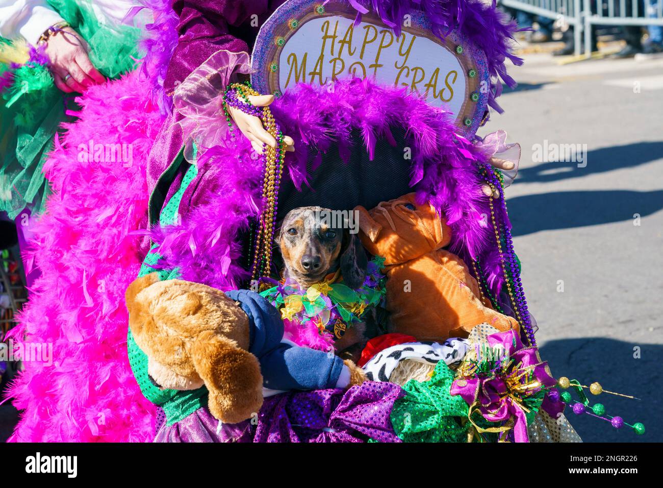 Dogs and their owners are seen at the Krewe Of Barkus parade on Sunday