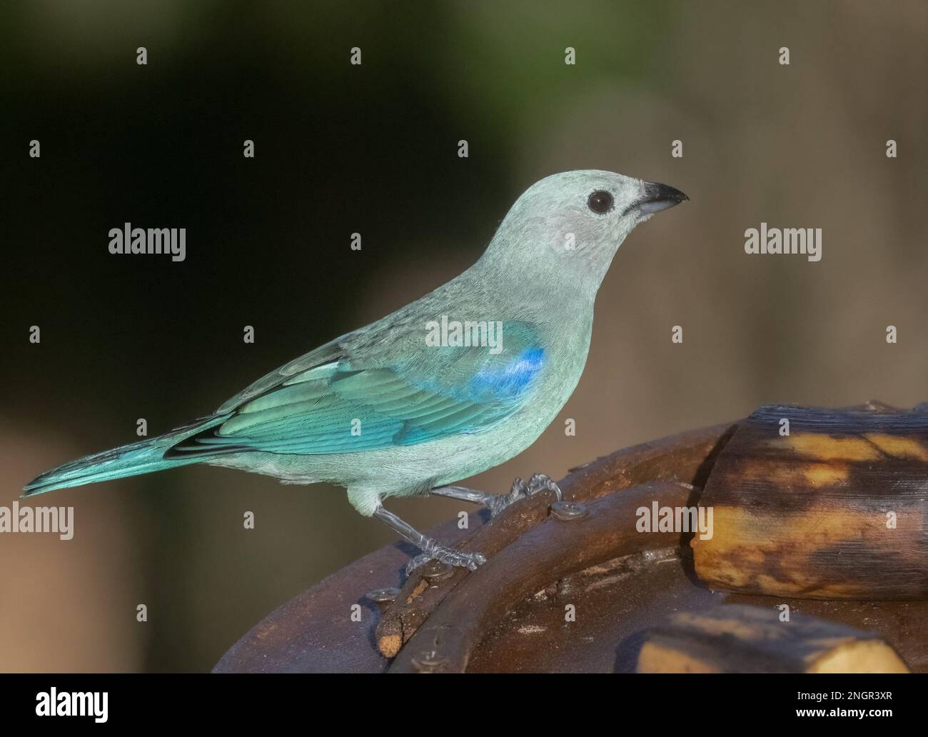 A Blue-gray Tanager at a tray feeder in Costa Rica Stock Photo