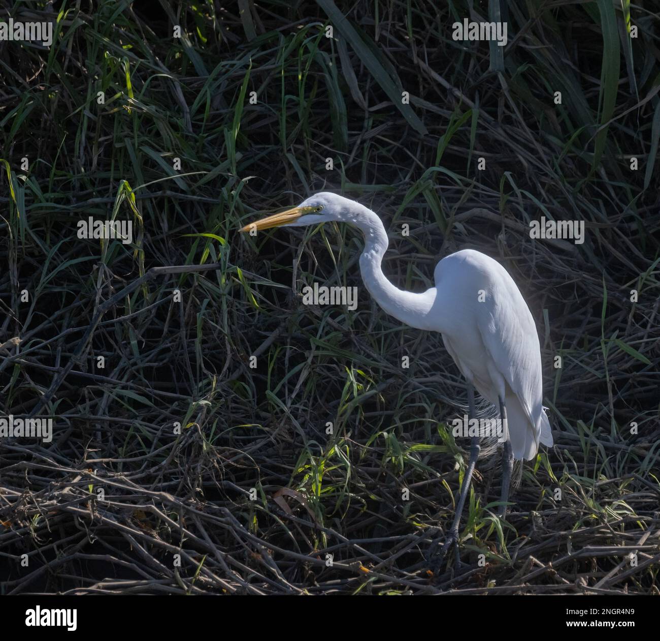 Great Egret (Ardea alba) known by it's large size & yellow beak, Nosara  Beach & river mouth. Nosara, Nicoya Peninsula, Guanacaste Province, Costa  Rica Stock Photo - Alamy
