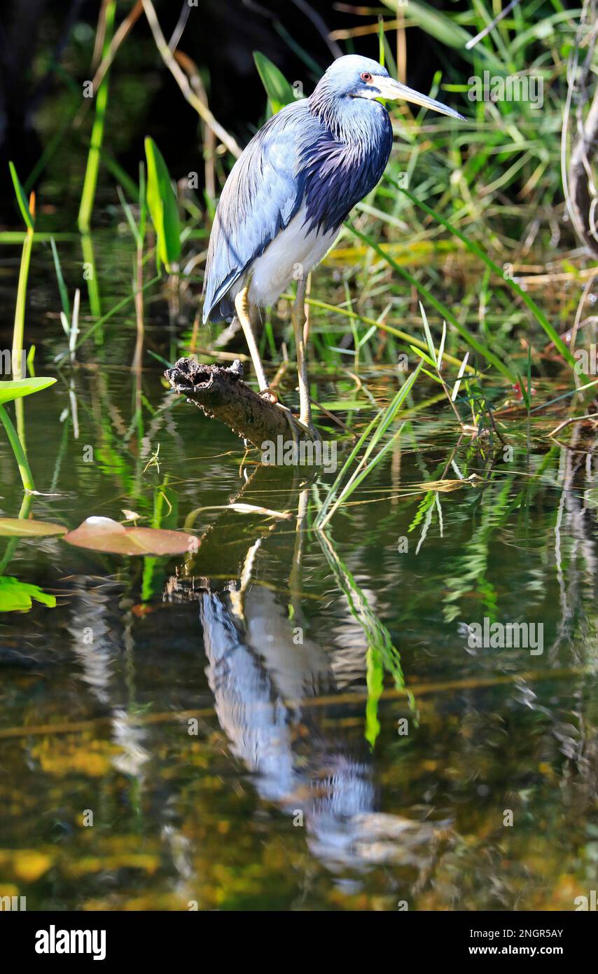 Tricolored heron reflected in the swamp in Everglades National Park, Florida, USA Stock Photo