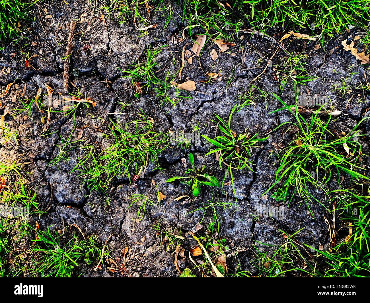 Cracked earth, drought in California Stock Photo