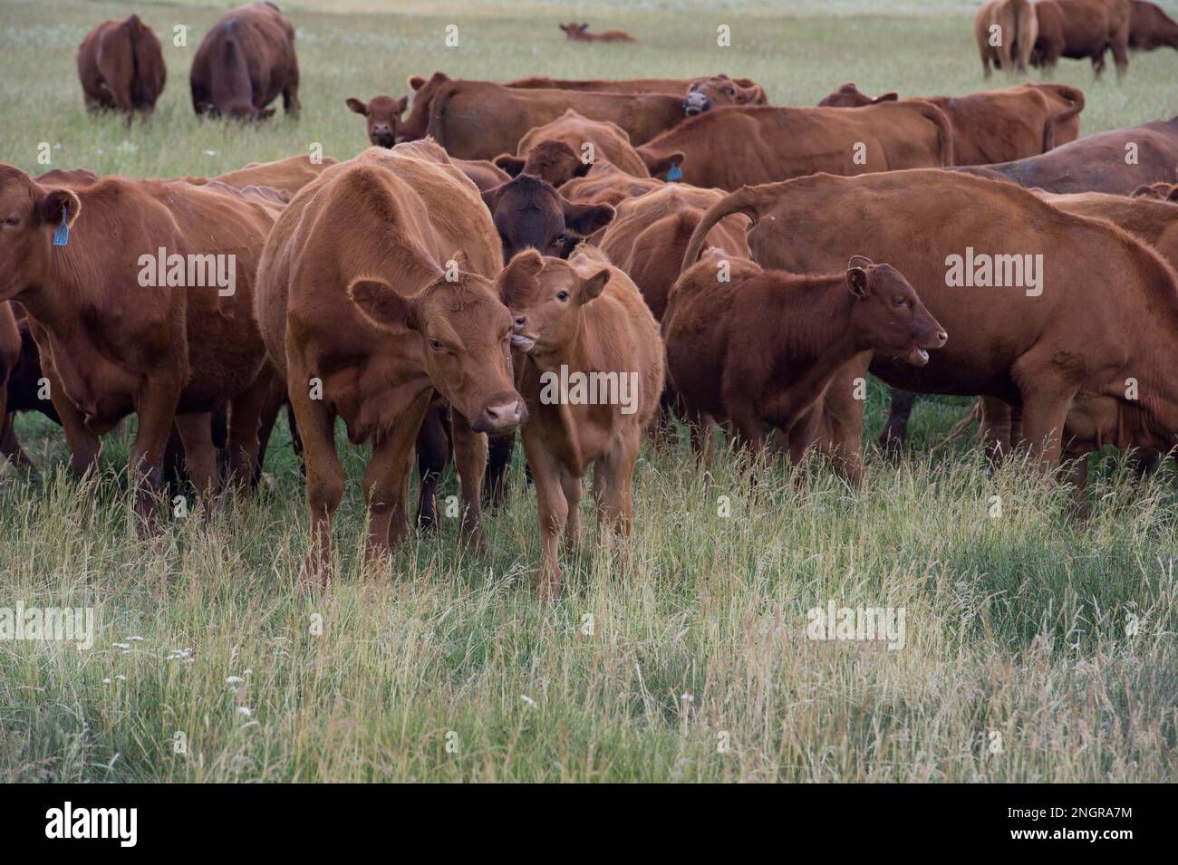 Red angus cattle in a meadow in the upper Lost River Basin, Idaho Stock Photo