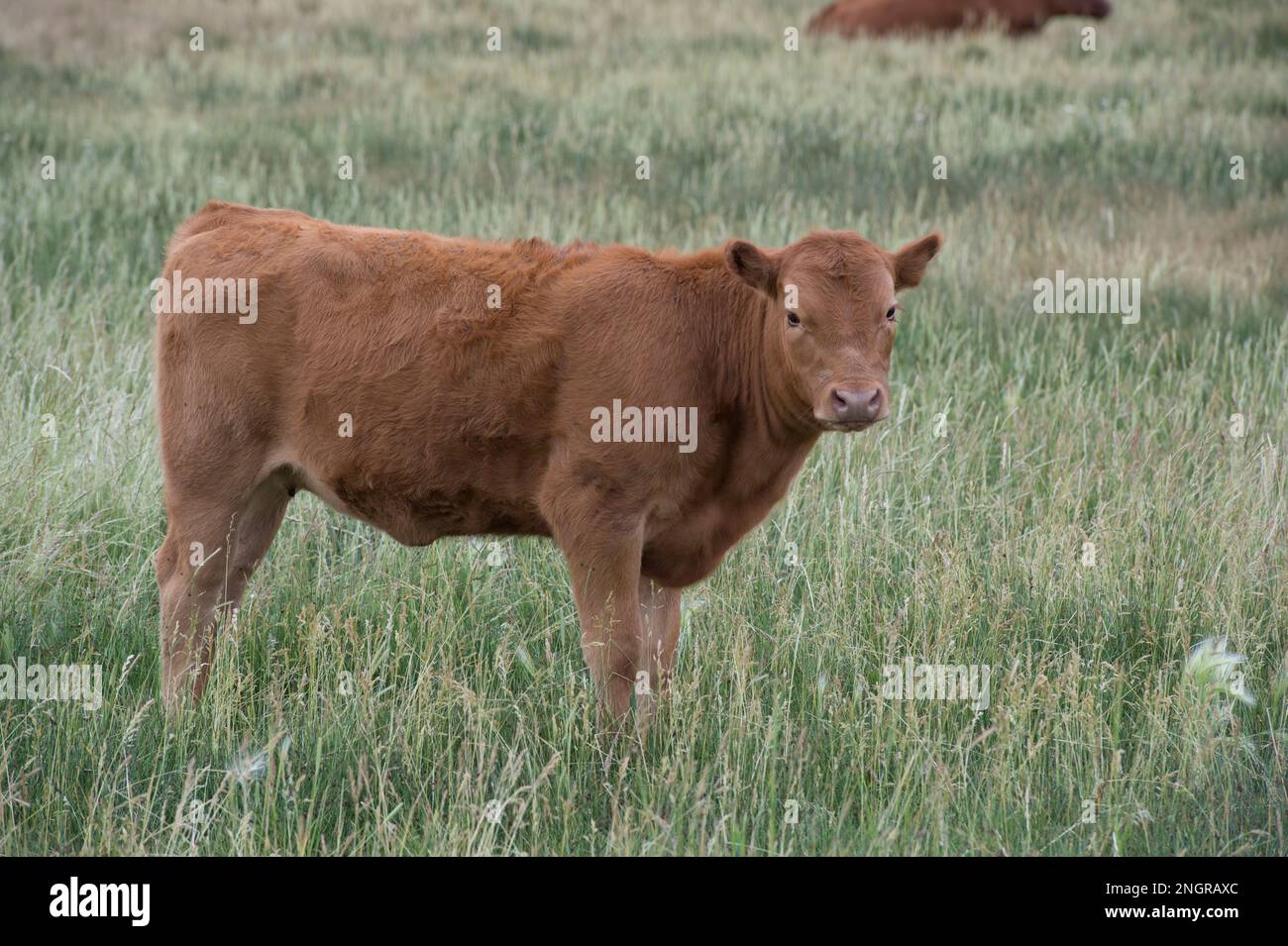 Red Angus yearling standing in a grassy meadow on the Upper Lost River Range, Idaho. Stock Photo