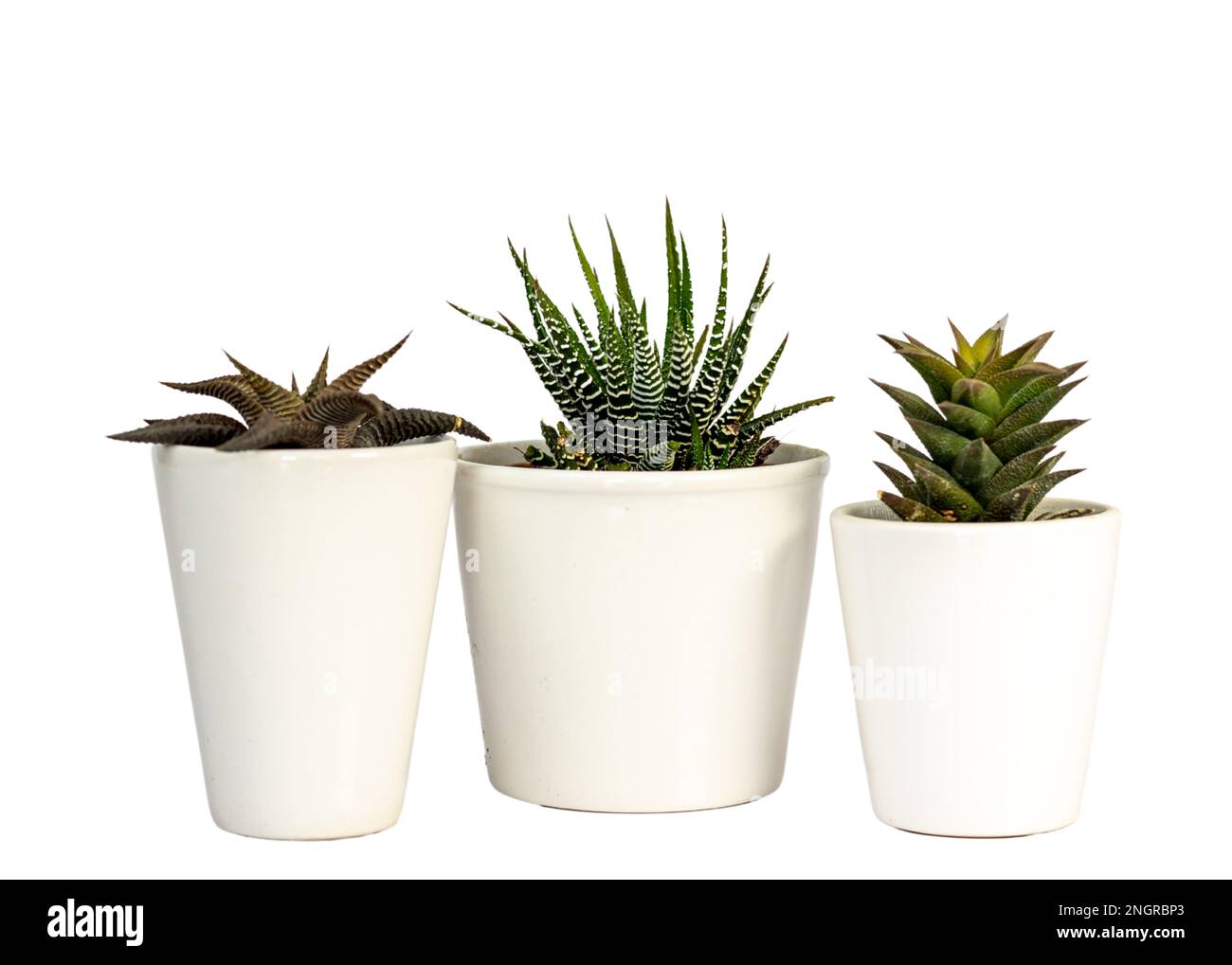 Beautiful hawothia plants in white pot isolated on white background Stock Photo