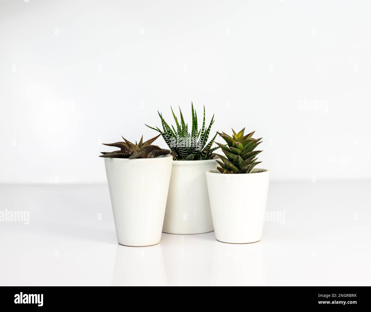 Hawothia succulents in cute white pots isolated on white background Stock Photo