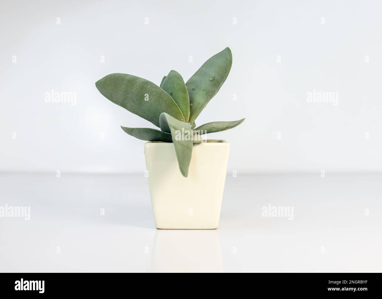 Crassula falcata succulent isolated on white background Stock Photo
