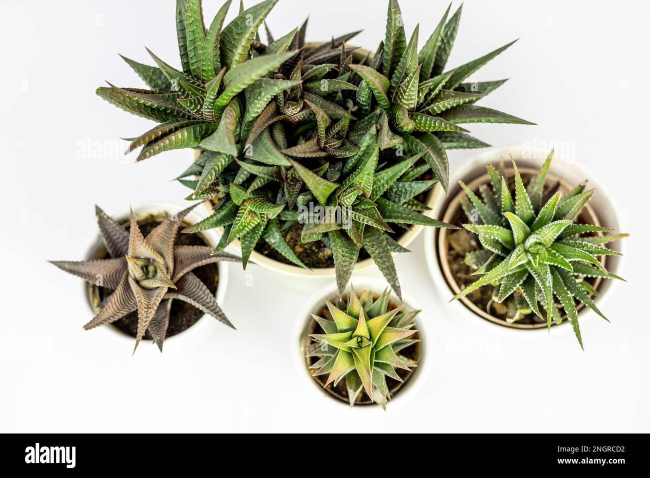 Hawothias plants high angle view on white background Stock Photo